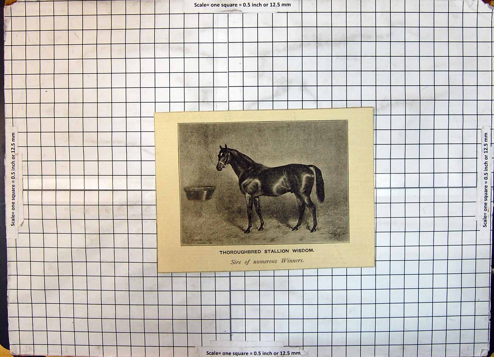 Original Old Antique Print Race Horse Thoroughbred Stallion Wisdom Sire