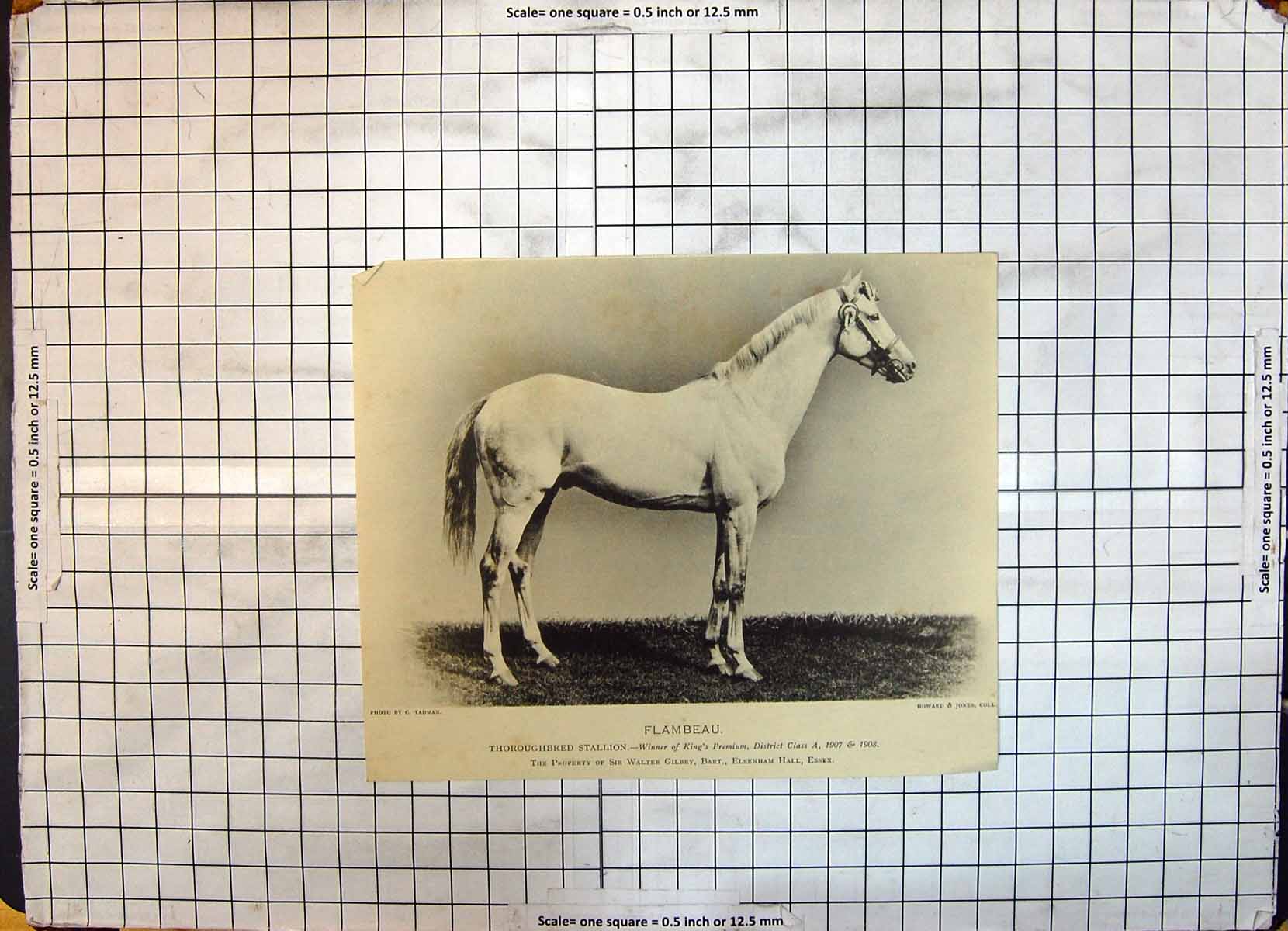 Antique Old Print Thoroughbred Stallion Horse Flambeau Walter Gilbey Elsenham