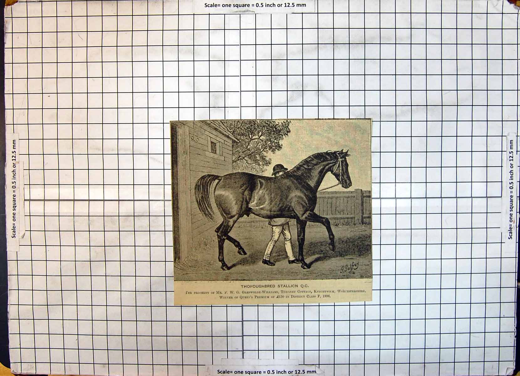 Antique Old Print Race Horse Thoroughbred Stallion Greswe-Williams Thorney