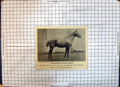 Antique Old Print Thoroughbred Stallion Horse Marioni Earl Dysart Buckminster