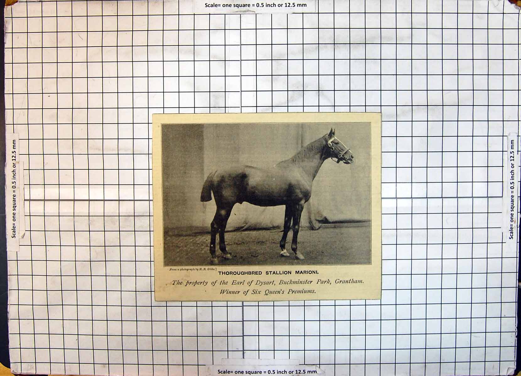 Antique Old Print Thoroughbred Stallion Horse Marioni Earl Dysart Buckminster