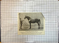 Old Print Race Horse Thoroughbred Stallion Chibiabos William Wilson Boro