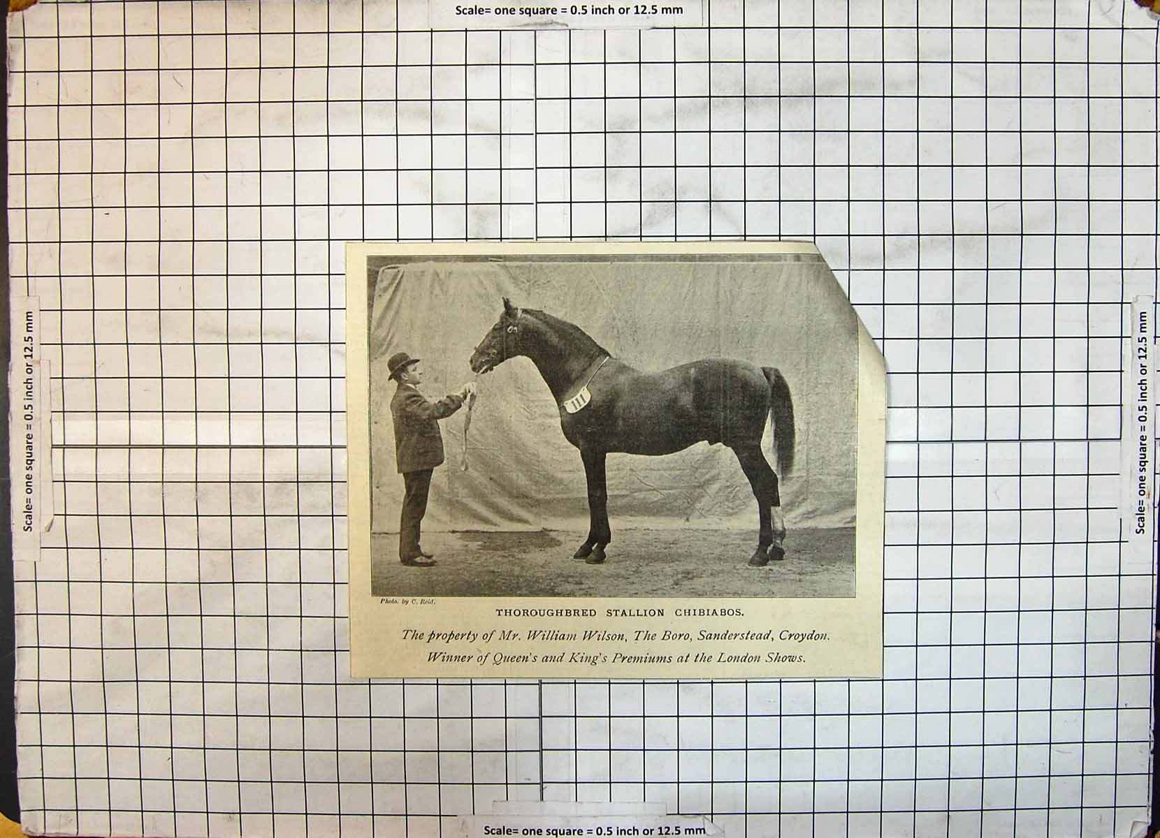 Old Print Race Horse Thoroughbred Stallion Chibiabos William Wilson Boro