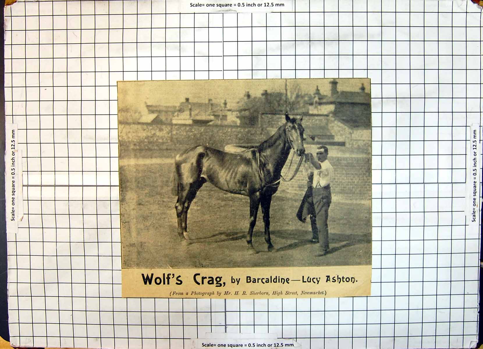 Old Race Horse Wolf'S Crag Barcaldine Lucy Ashton Sherborn Newmarket
