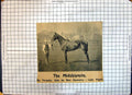 Original Old Antique Print Race Horse Midshipmite Torpedo Oswestry Lady Pigott
