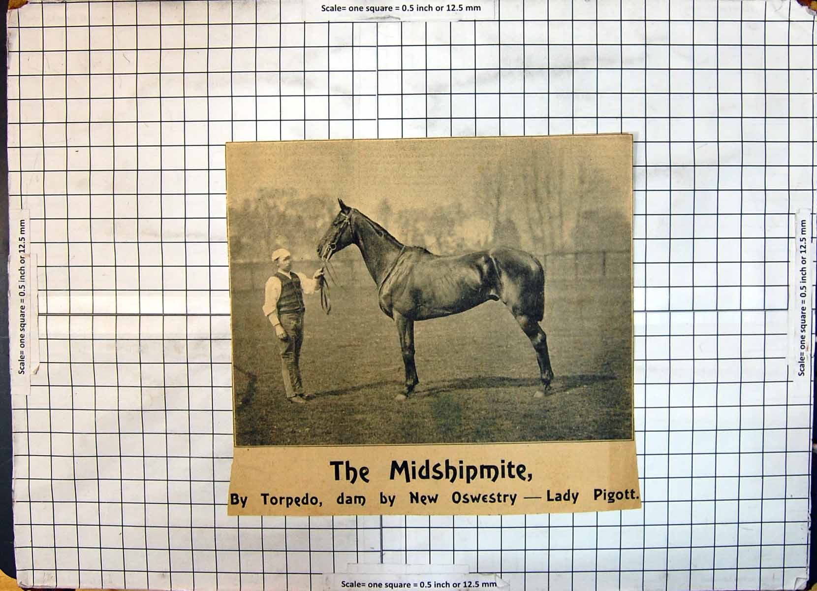 Original Old Antique Print Race Horse Midshipmite Torpedo Oswestry Lady Pigott