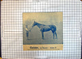 Original Old Antique Print Race Horse Ascetic Grace Clarence Hailey John'S Wood