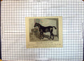 Old Thoroughbred Stallion St. Clair London Show John Young Braintree