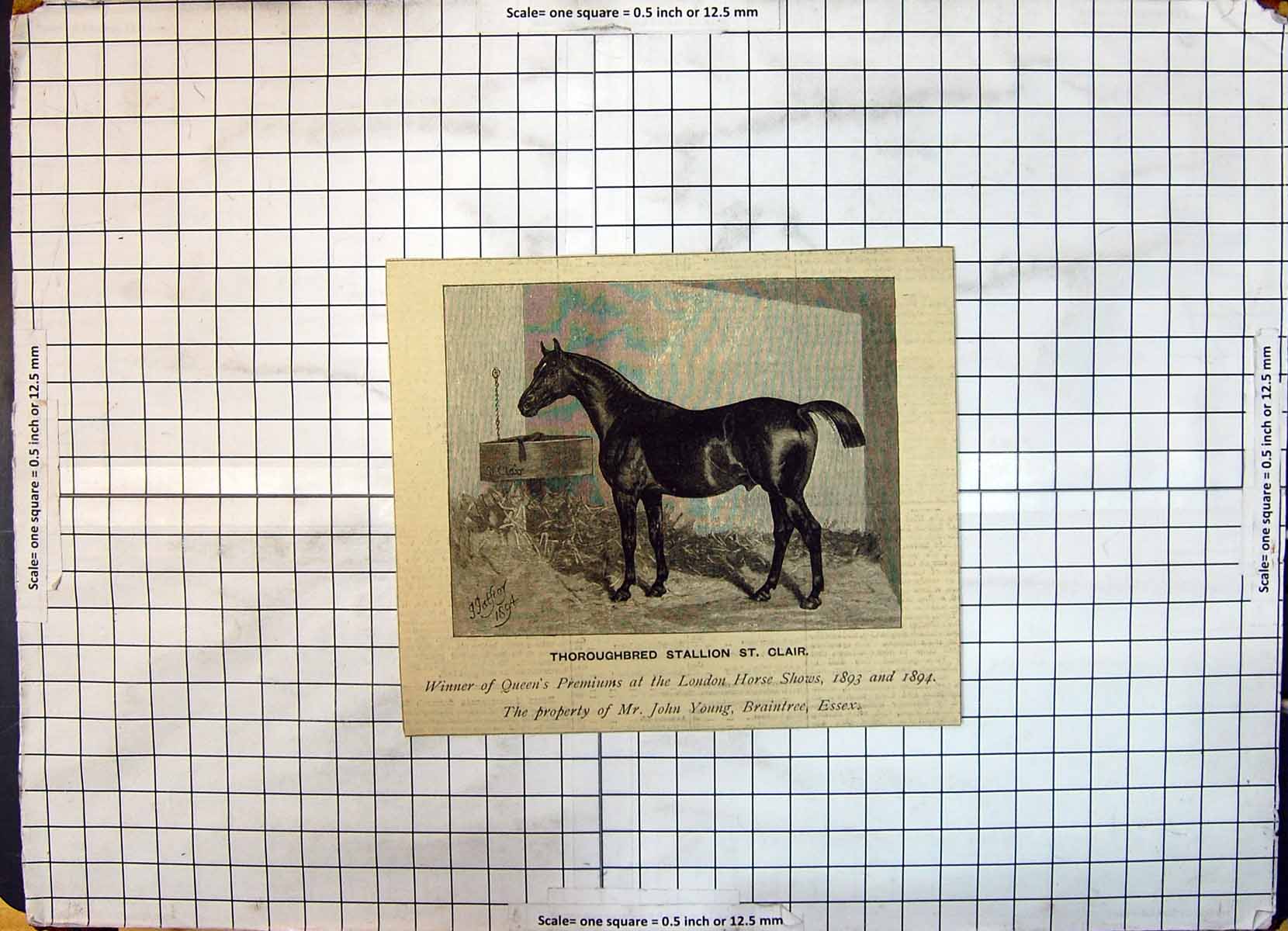 Old Thoroughbred Stallion St. Clair London Show John Young Braintree