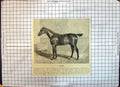 Old Print Race Horse Lion Queen'S Premiums Rostevor Thoroughbred Stallion