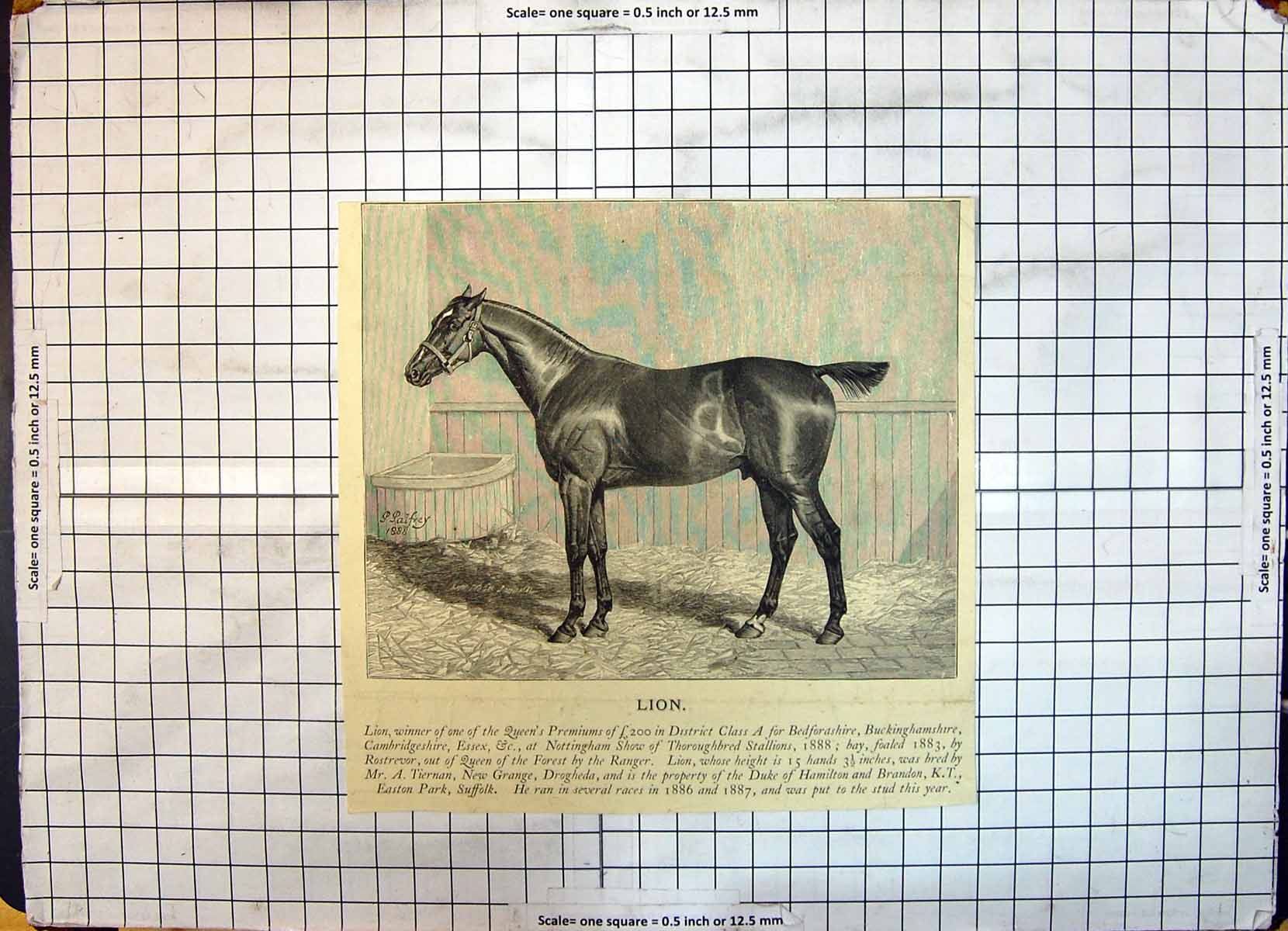 Old Print Race Horse Lion Queen'S Premiums Rostevor Thoroughbred Stallion