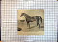 Old Antique Print Thoroughbred Stallion Homley Horse Hogg Westerham Kent