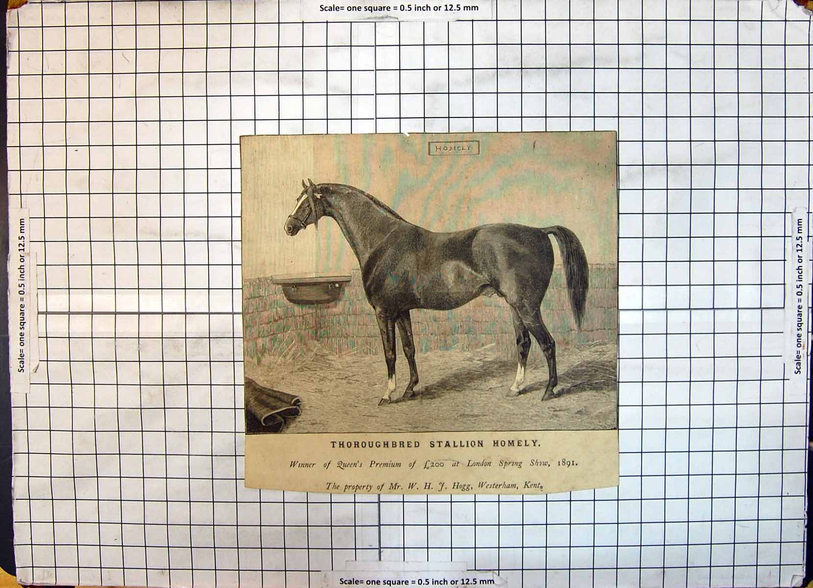 Old Antique Print Thoroughbred Stallion Homley Horse Hogg Westerham Kent