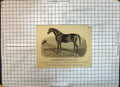 Old Horse Race Thoroughbred Stallion Crom-A-Boo Thomas Carr May House