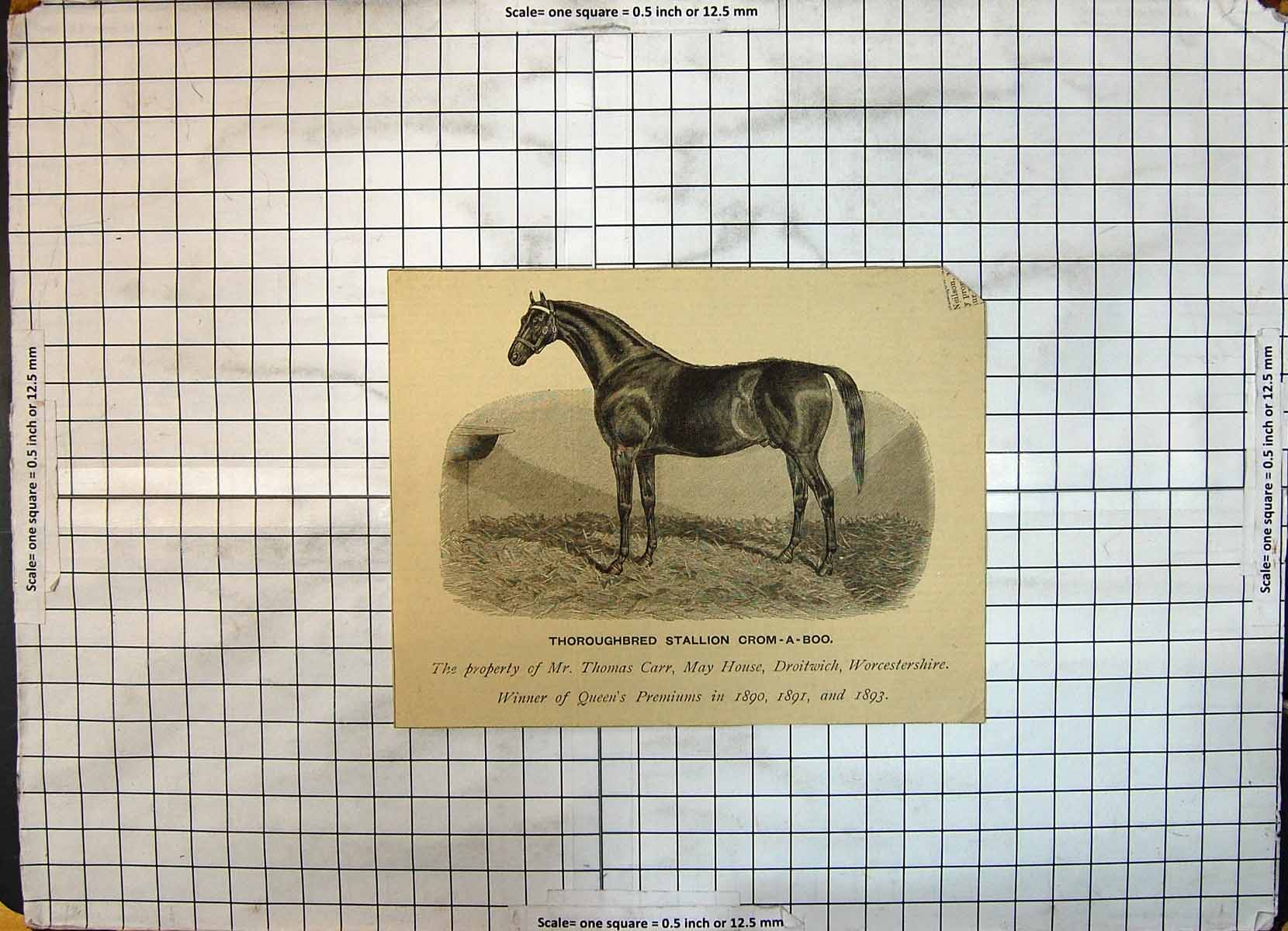 Old Horse Race Thoroughbred Stallion Crom-A-Boo Thomas Carr May House