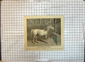 Old Print Arab Stallion Sir Robert Humphrey Trafford Florden Farm Norfolk