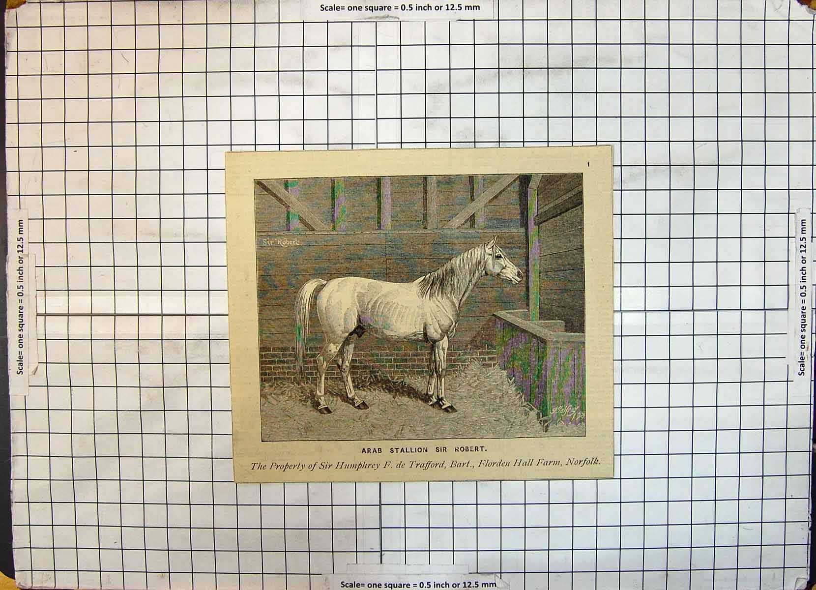 Old Print Arab Stallion Sir Robert Humphrey Trafford Florden Farm Norfolk