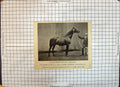 Antique Old Print Race Horse Thoroughbred Stallion Pantaloon Rees Whitland