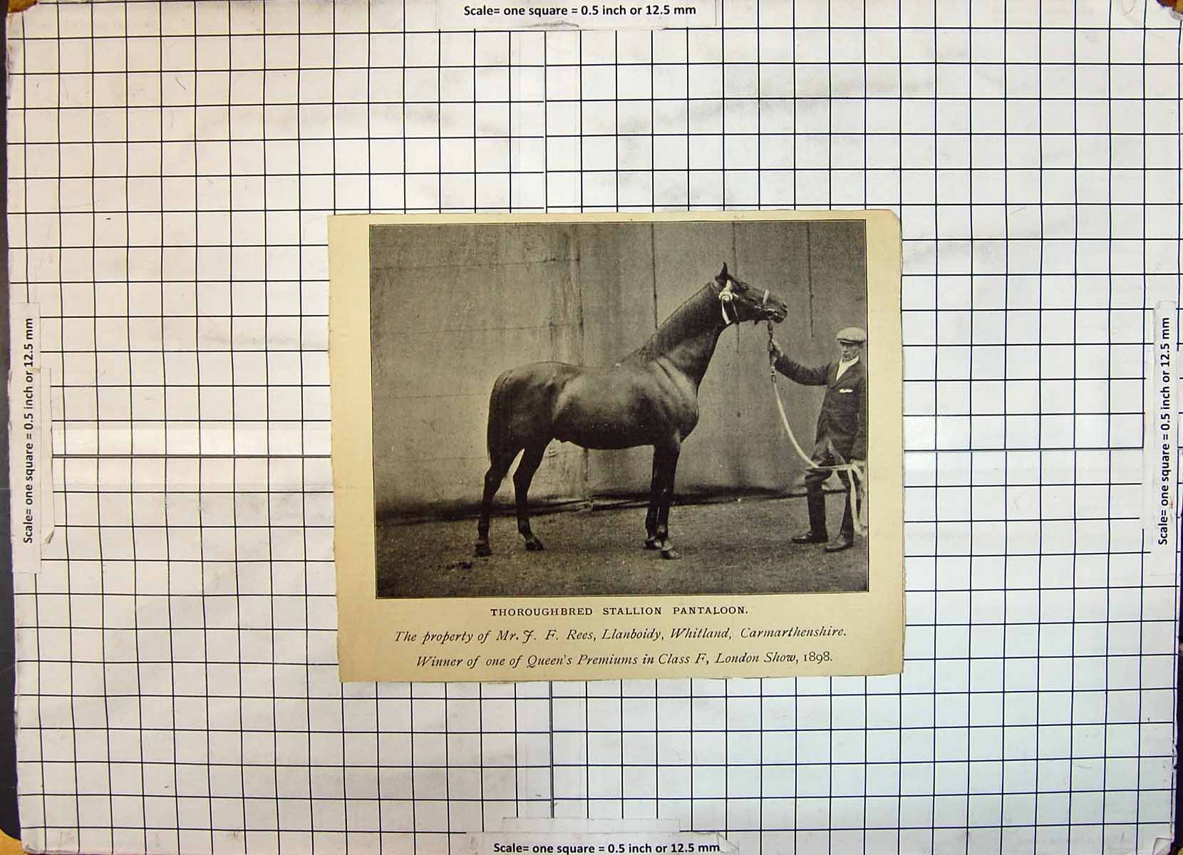 Antique Old Print Race Horse Thoroughbred Stallion Pantaloon Rees Whitland