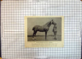 Antique Old Print Race Horse Thoroughbred Stallion Dermod James Darrell Ayton