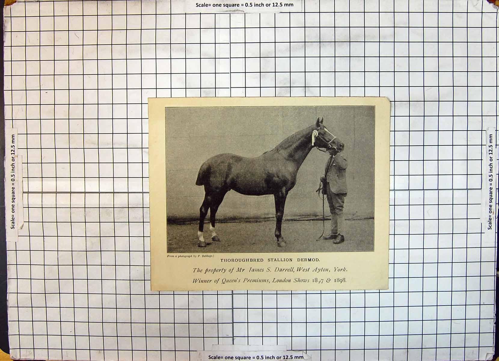 Antique Old Print Race Horse Thoroughbred Stallion Dermod James Darrell Ayton