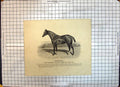 Antique Old Print Race Horse Huguenot Compton Stud Lowlander Eurydice Orpheus