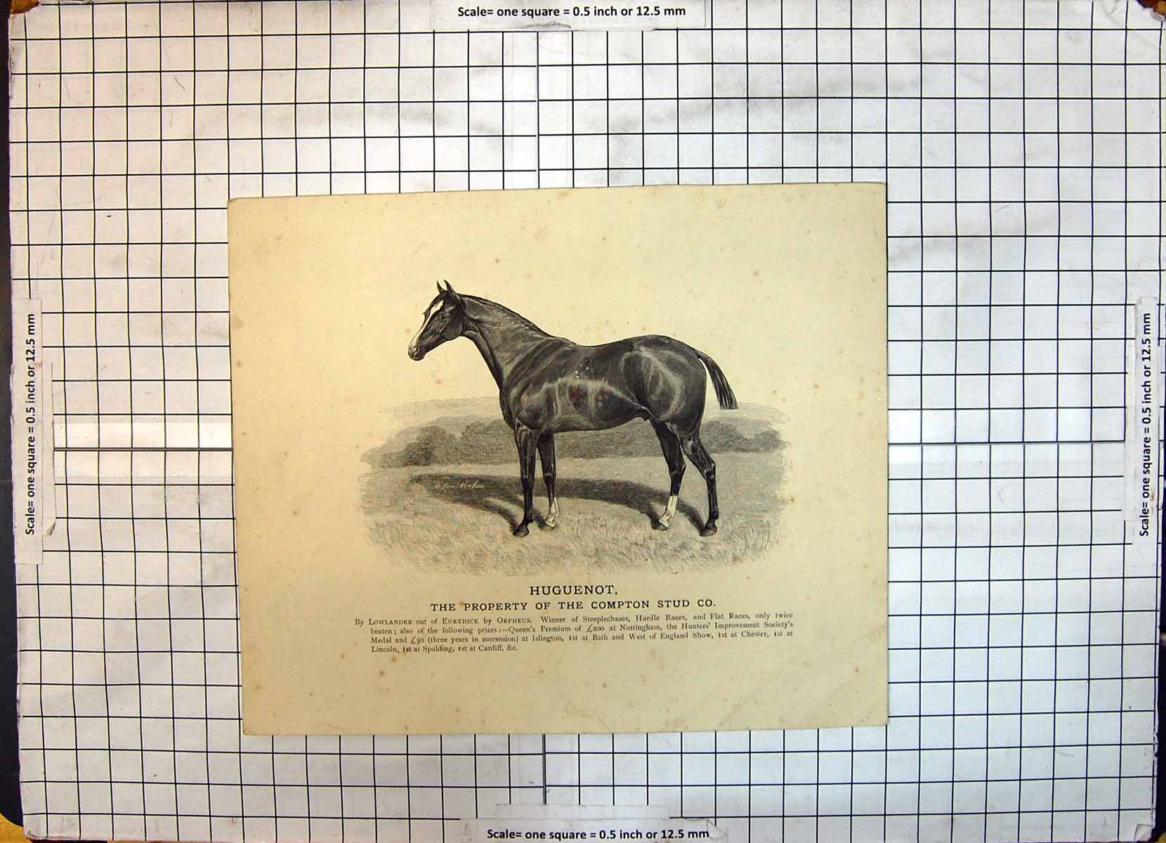 Antique Old Print Race Horse Huguenot Compton Stud Lowlander Eurydice Orpheus