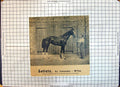 Original Old Antique Print Race Horse Satiety Isonomy Wifey Sherborn Newmarket