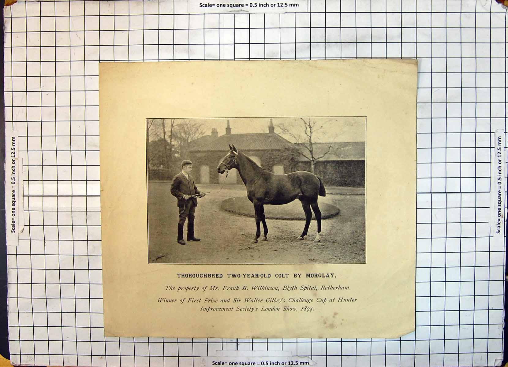 Antique Old Print Thoroughbred Colt Horse Morglay Frank Wilkinson Rotherham
