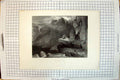 Old Antique Print Eagle Nest Bird Prey Cliffs Engraving Willmore Landseer