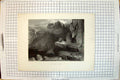 Antique Old Print Eagle'S Nest Birds Prey Cliffs Willmore Landseer Engraving