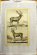 Original Old Antique Print Natural History Engraving Deer Stag Benard Martinet