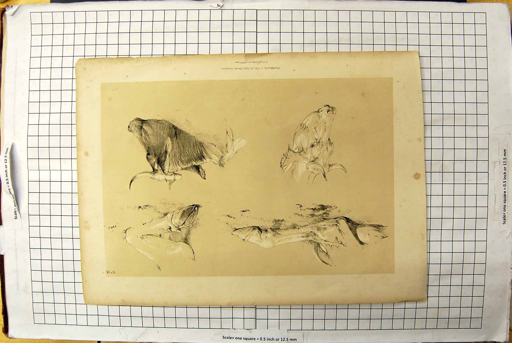 Original Old Antique Print Nature Animals Cows Heads Bull Hooves