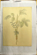 Original Old Antique Print Colour Sketch Flowers Green Plant
