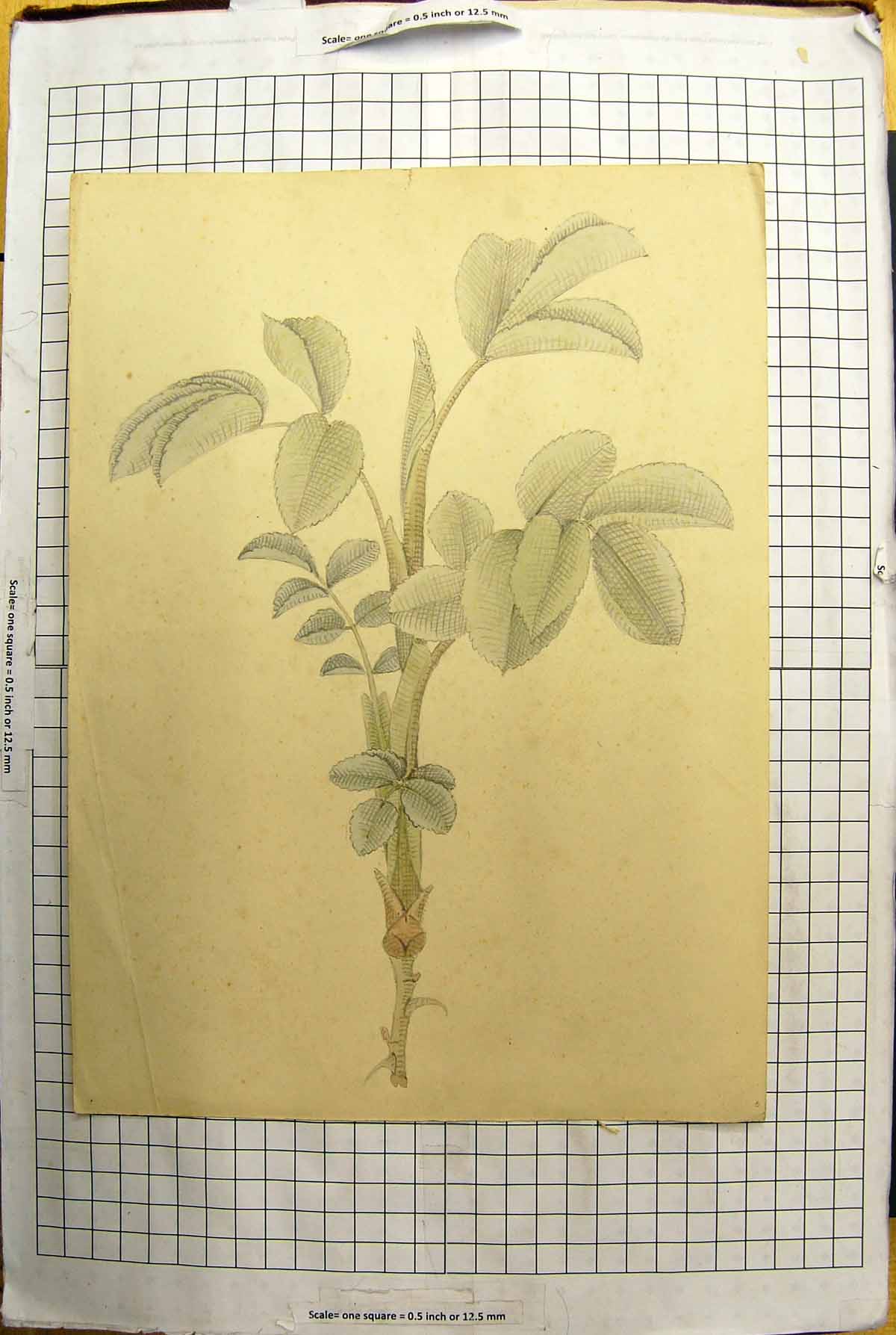 Original Old Antique Print Colour Sketch Flowers Green Plant