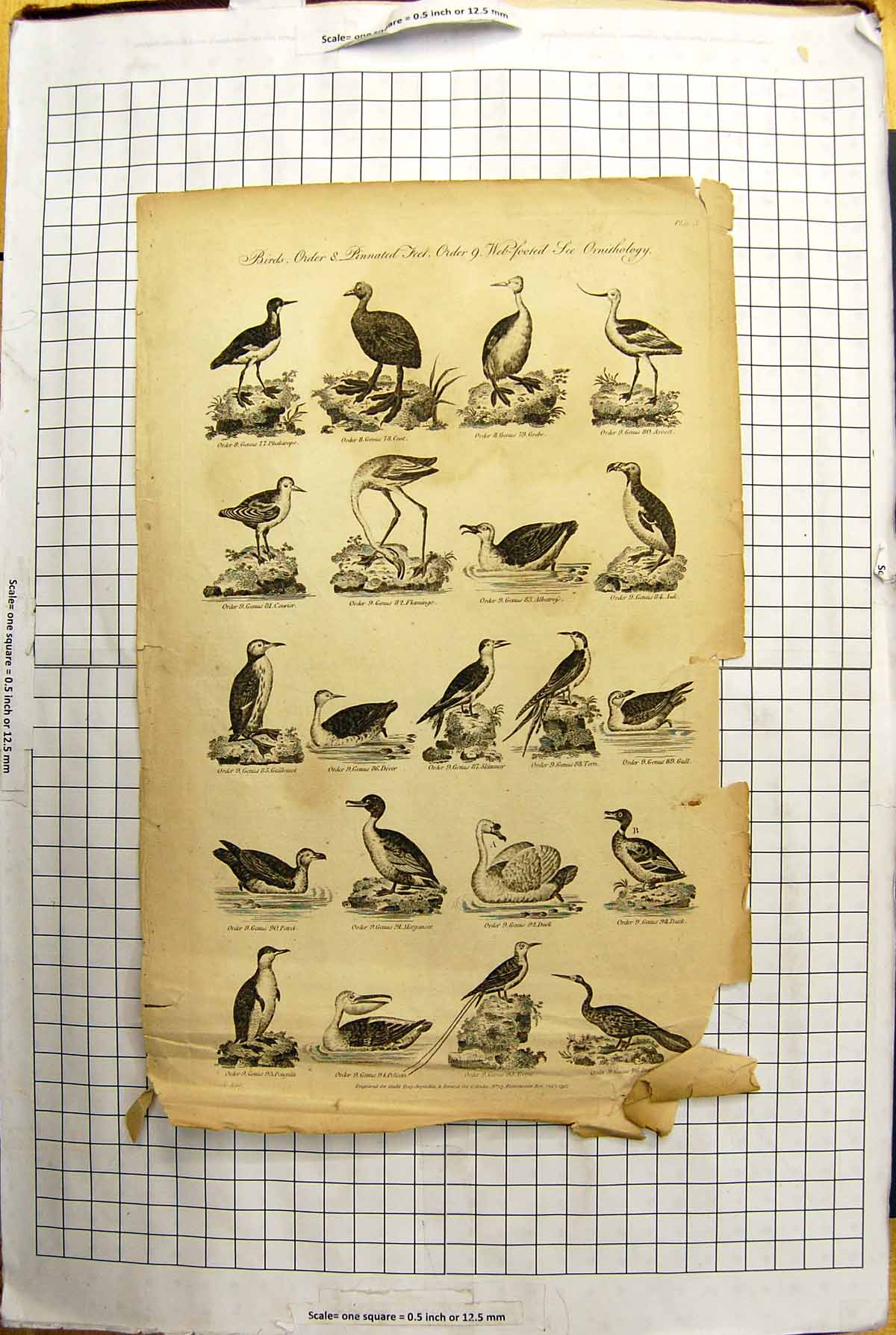 Old 1797 Engraving Birds Coot Grebe Flamingo Tern Gull Duck Petrel Gu 18th