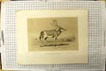 Old Antique Print Deer Stag Animal Daim Queue De Chine Cremiere Lemercier 19th