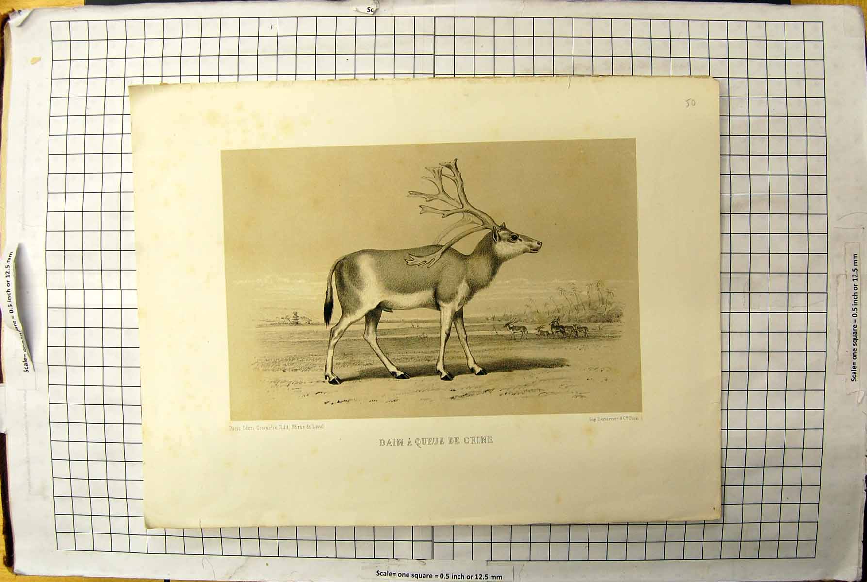 Old Antique Print Deer Stag Animal Daim Queue De Chine Cremiere Lemercier 19th