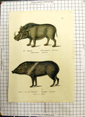 Old Antique Print Emgallo Phascochaere Africain Pecari Collier Halsband 18th