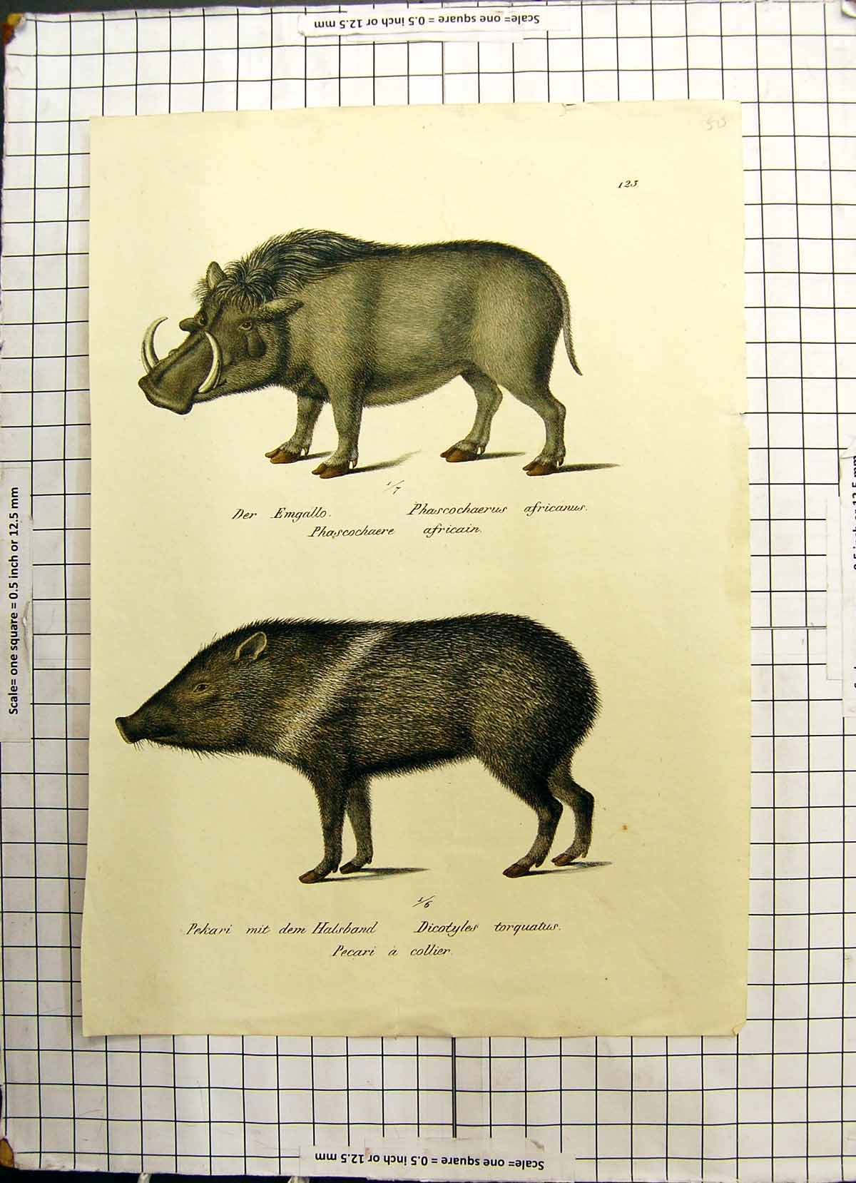 Old Antique Print Emgallo Phascochaere Africain Pecari Collier Halsband 18th