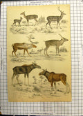 Antique Old Print Colour Cervus Deer Moose Winter Summer Young Fallow Animals