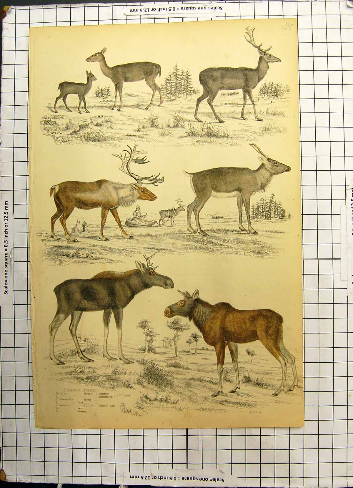 Antique Old Print Colour Cervus Deer Moose Winter Summer Young Fallow Animals