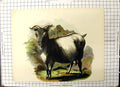 Original Old Antique Print Colour Black And White Goat Animals Outdoors Nature