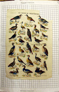Antique Print Birds Caurale Becassine Balbusar Corbeau Canard Grebe Nature