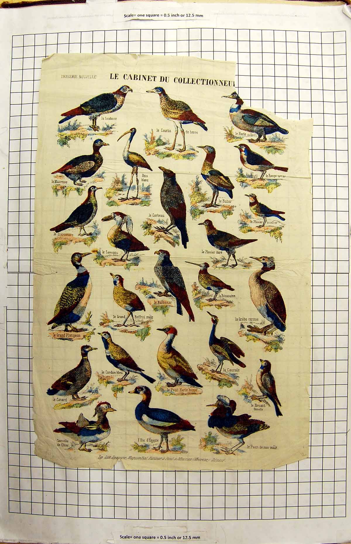 Antique Print Birds Caurale Becassine Balbusar Corbeau Canard Grebe Nature