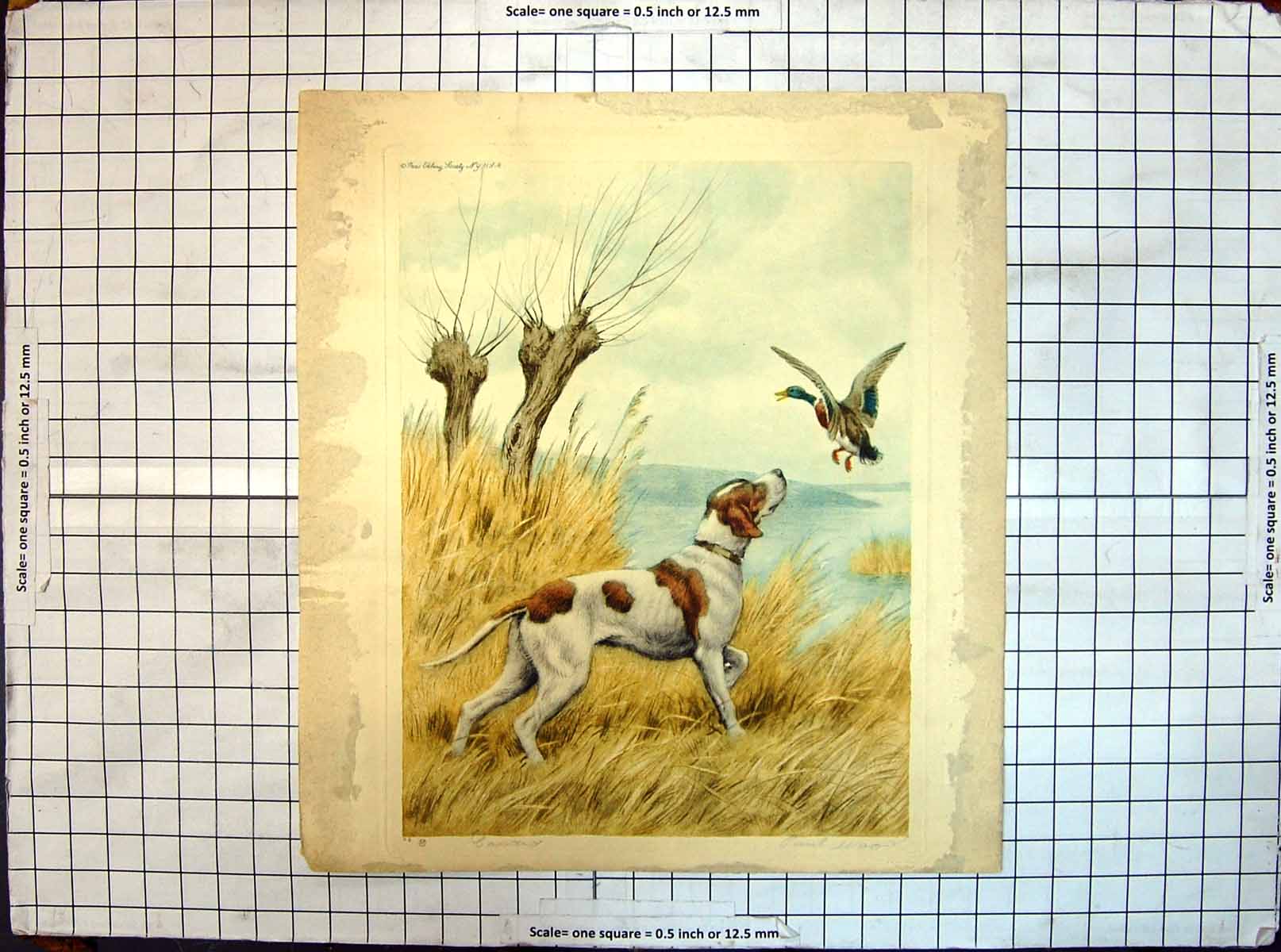 Original Old Antique Print Paul Wood Dogs Animals Hound Hunting Birds Colour