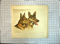 Original Old Antique Print Paul Wood Dogs Animals German Shepherd Heads Colour