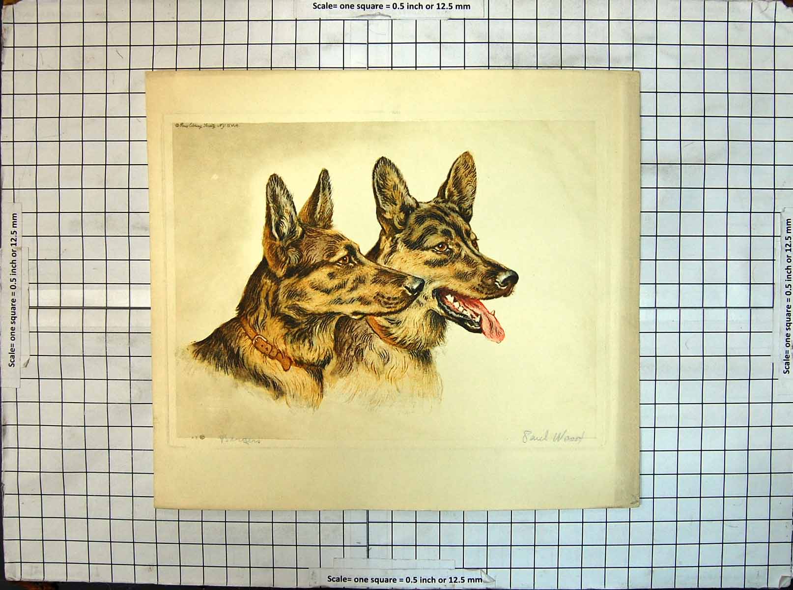 Original Old Antique Print Paul Wood Dogs Animals German Shepherd Heads Colour
