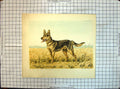 Original Old Antique Print Paul Wood Dogs Animals German Shepherd Colour