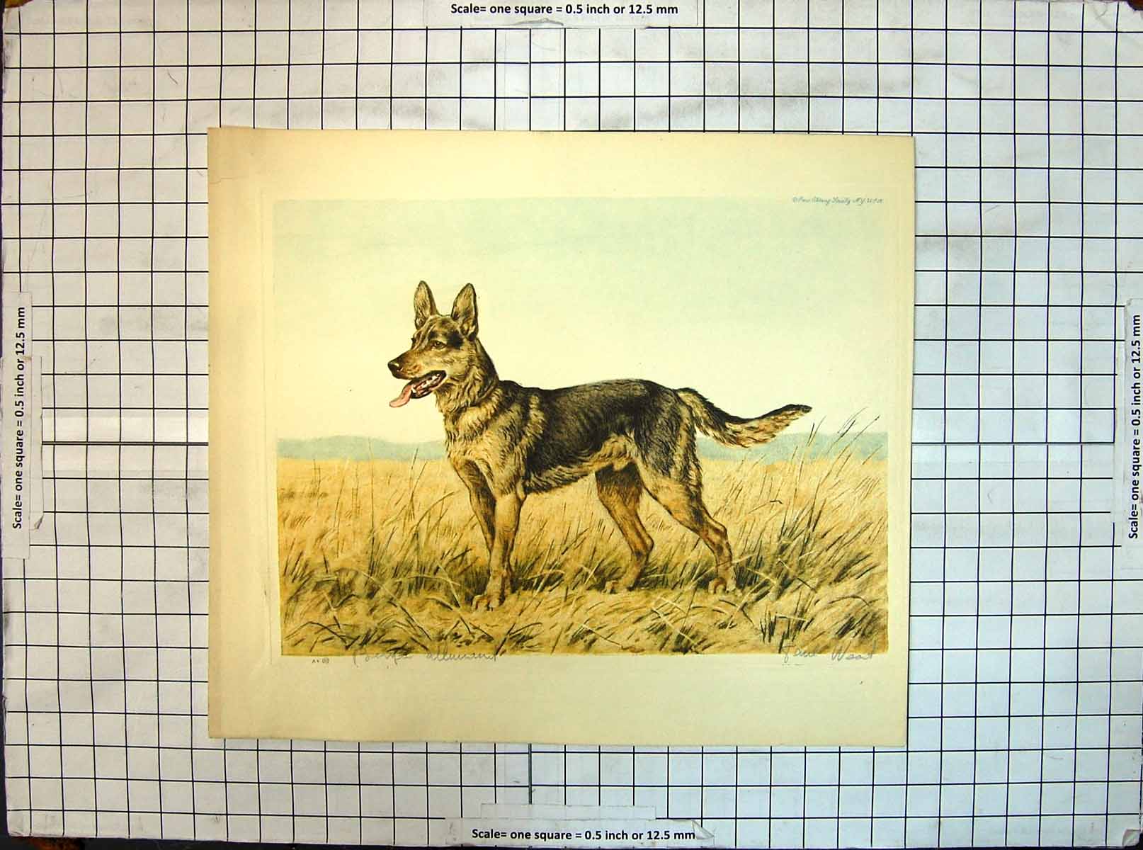 Original Old Antique Print Paul Wood Dogs Animals German Shepherd Colour